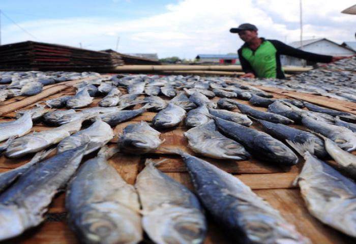 Produksi Ikan Kulon Progo Capai 134.560 Ton